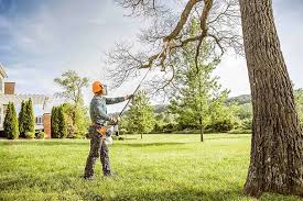 Best Fruit Tree Pruning  in Avon, IN